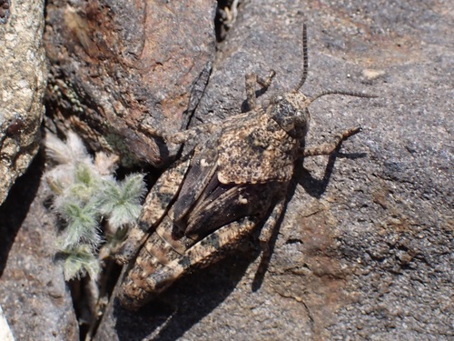 iNaturalist observation photo of Short-horned Grasshoppers