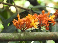 Saraca