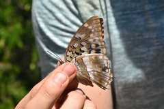Charaxes ameliae ameliae