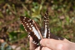 Charaxes ameliae ameliae