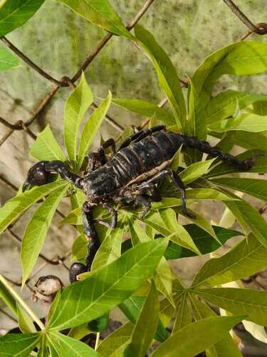 Laotian Giant Scorpion
