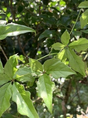 Dioscorea retusa