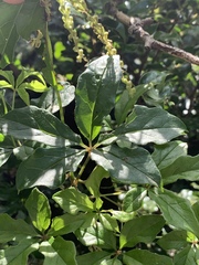 Dioscorea retusa