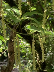 Dioscorea retusa