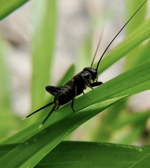 Teleogryllus