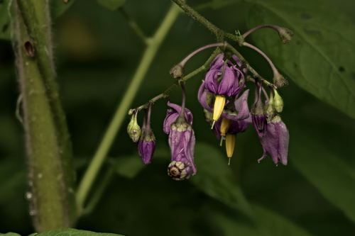 bittersweet nightshade