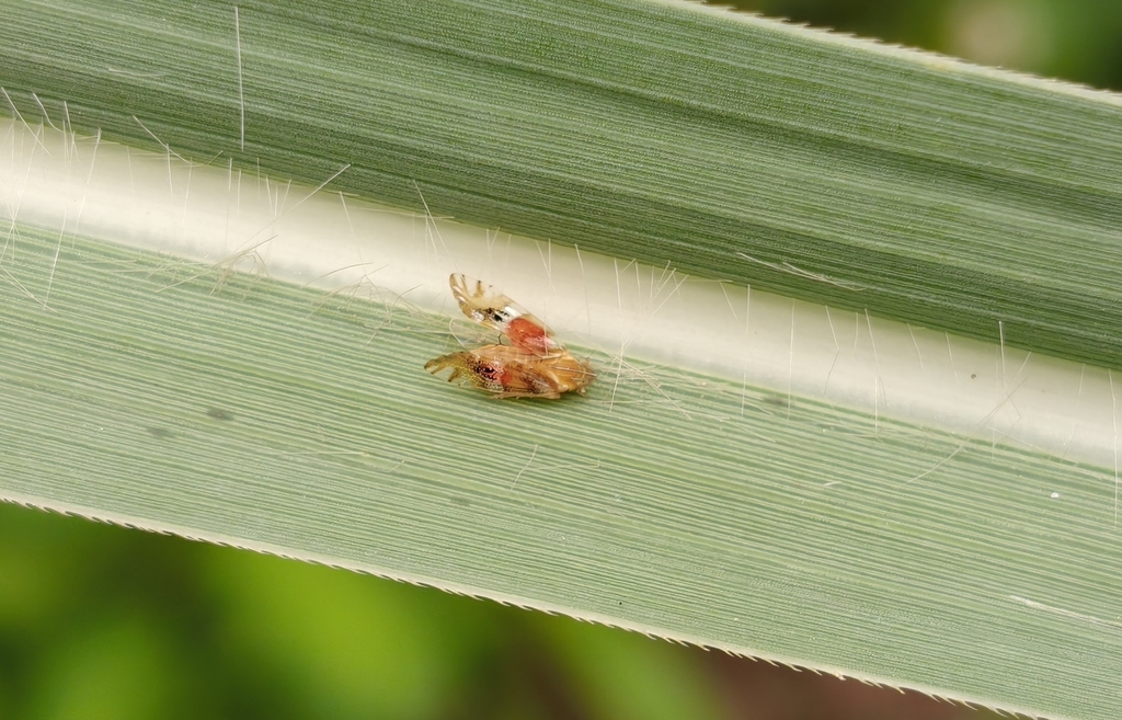 Tropidocephala dingi