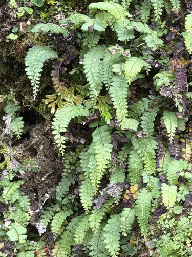Osmolindsaea odorata observed 2026-06-19