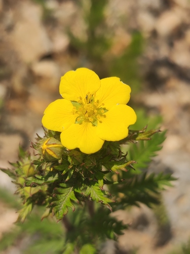 Chinese Cinquefoil