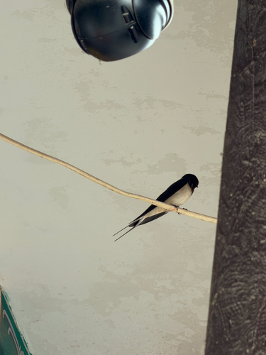 Barn Swallow