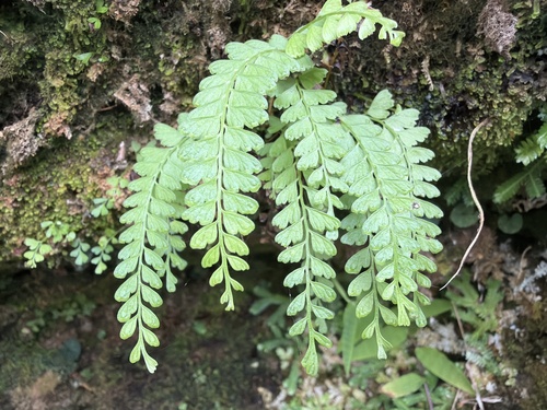 Osmolindsaea odorata observed 2026-06-19