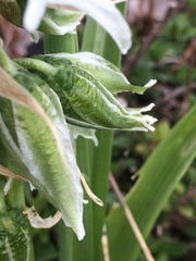 Ornithogalum nutans