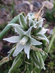 Ornithogalum nutans