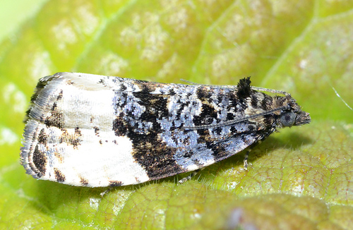 Plum Tortrix, photo 3 of 8