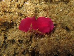 Pseudoceros rubronanus