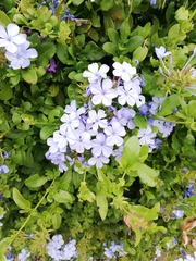 Plumbago auriculata