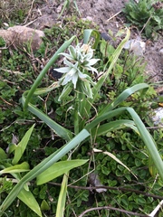 Ornithogalum nutans