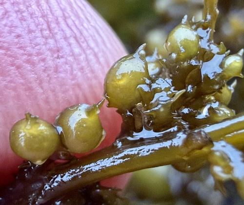Sargassum agardhianum observed 2026-06-18