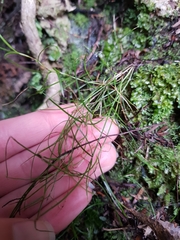 Schoenus maschalinus