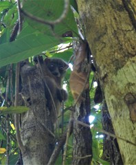 Lepilemur tymerlachsoni