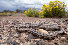 Philodryas psammophidea
