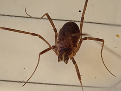 Dicranopalpus larvatus