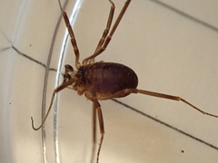 Dicranopalpus larvatus