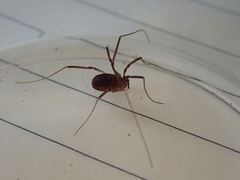 Dicranopalpus larvatus