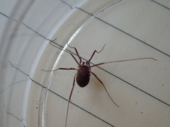 Dicranopalpus larvatus