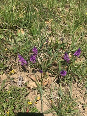 Polygala major
