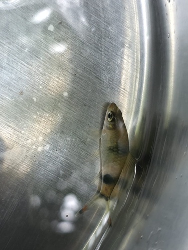 Filament barb (Dawkinsia filamentosa) — Cyprinidae — 4