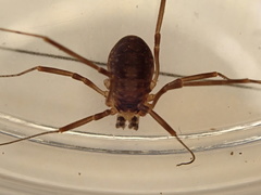Dicranopalpus larvatus