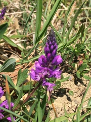 Polygala major