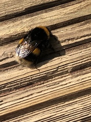 Bombus terrestris