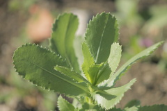 Grindelia adenodonta
