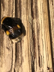 Bombus terrestris