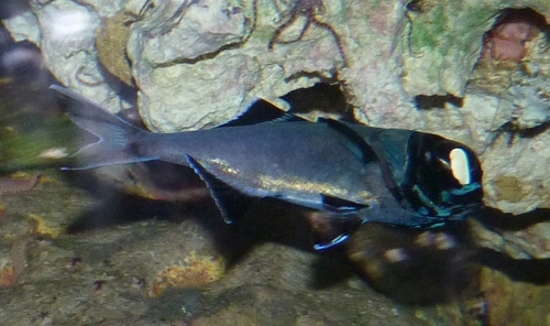 Flashlightfish (Anomalops katoptron) — Anomalopidae