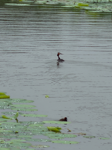 Great Crested Grebe
