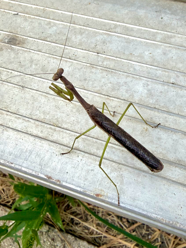 Carolina Mantis