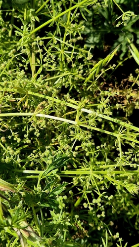 Galium spurium, photograph 6