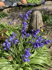 Hyacinthoides