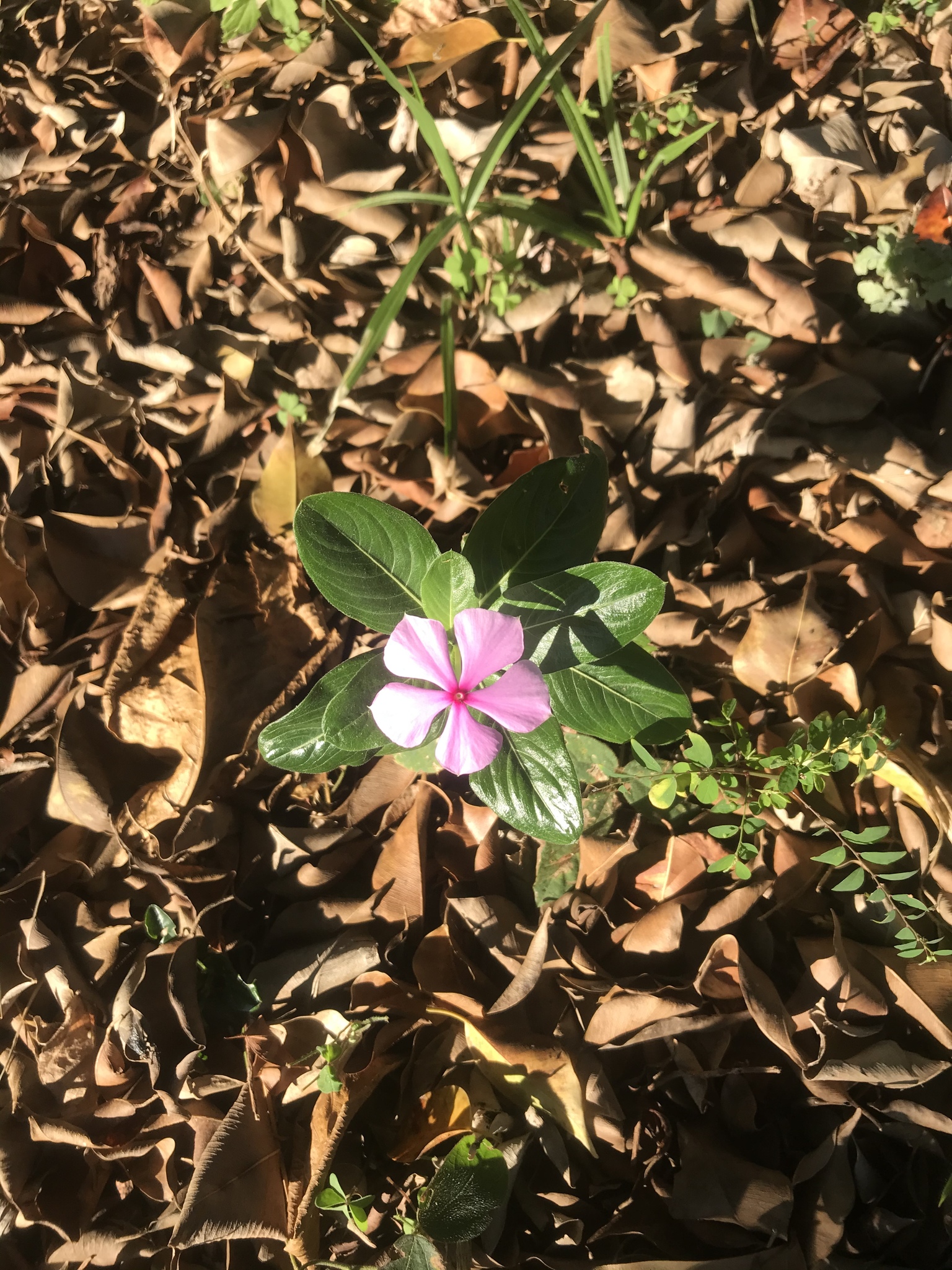 Catharanthus roseus