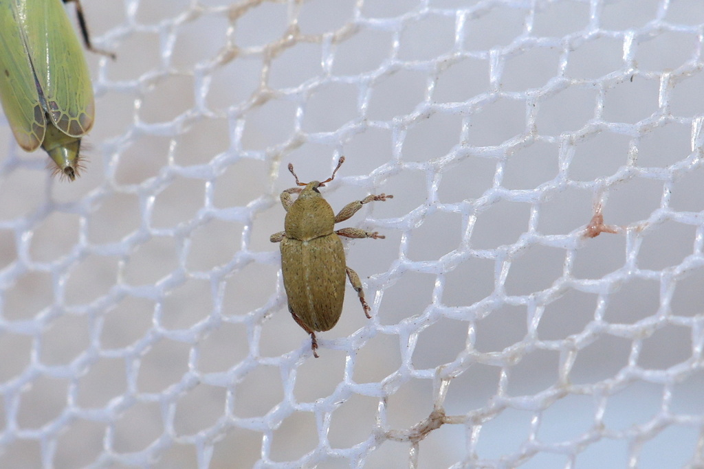 Tychius breviusculus