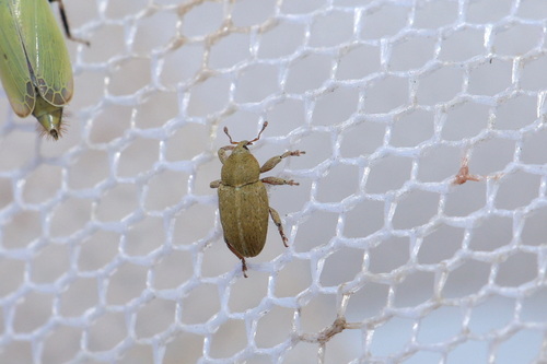Tychius breviusculus