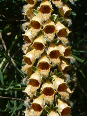 Digitalis ferruginea