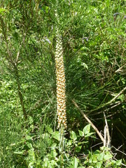 Digitalis ferruginea