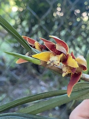 Maxillaria tenuifolia