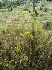 Ferulago galbanifera