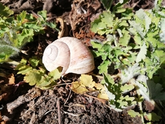 Helix pomatia