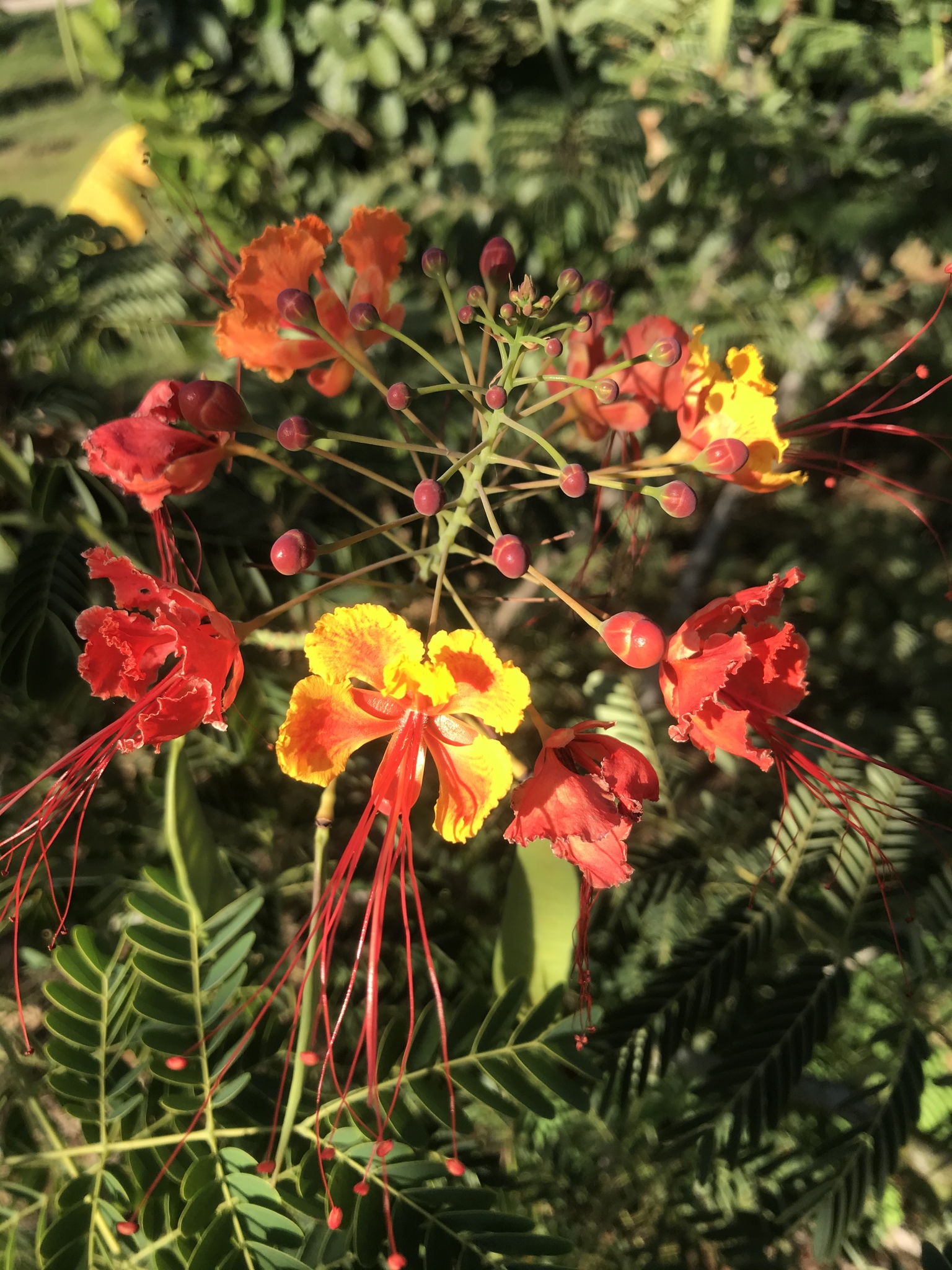 Caesalpinia pulcherrima